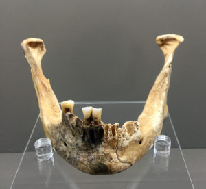 mandibula