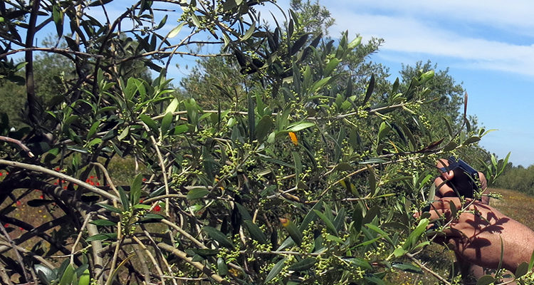 Oleum Flumen, l’spà de les olives